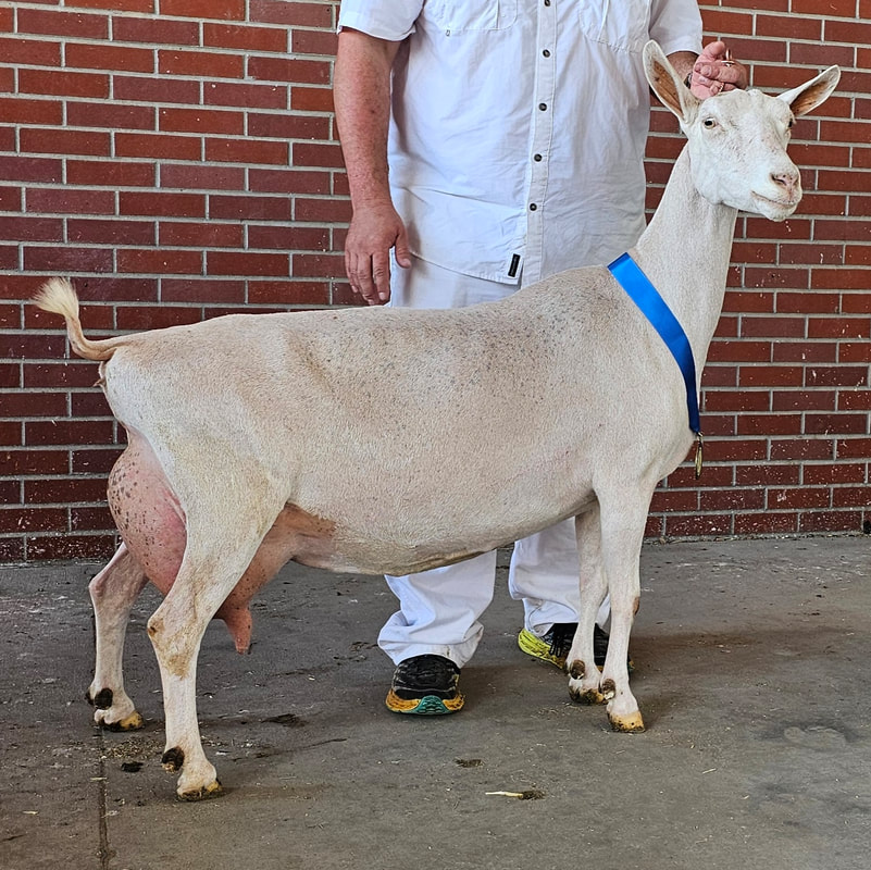 Dam: GCH Hidden Meadows Kasha ('25 RG Nat'l Champion, EX93)