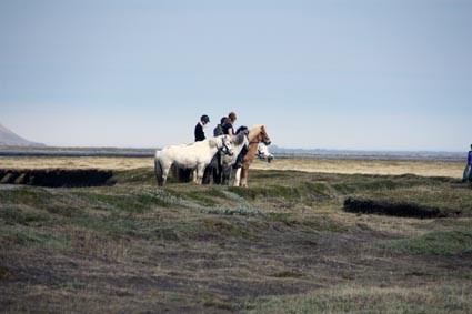 Reiten auf Islandpferden (IS)