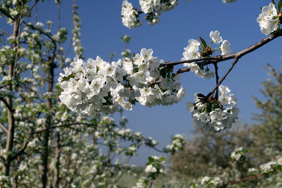 Kirschblüte bei Königschaffhausen