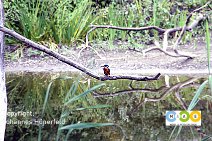 Eisvogel im Naturzentrum La Sauge