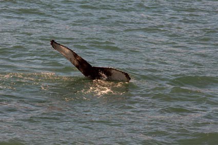 Buckelwal in der Skjálfandi-Bucht