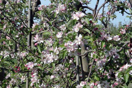 Obstbaumblüte am Isteiner Klotz