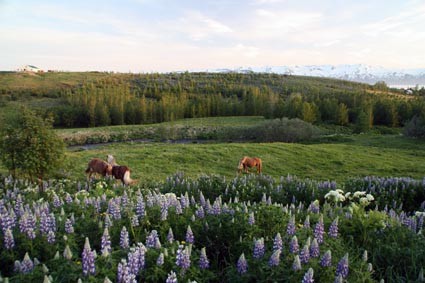 Lupinenblüte im Juni (IS)