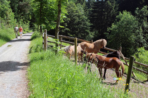 Wandern in Pfalzgrafenweiler