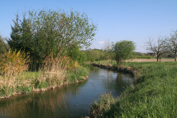 Aulandschaft bei Weisweil