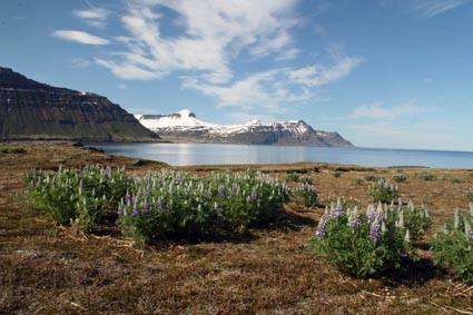 Wanderung am Seydisfjördur (IS)