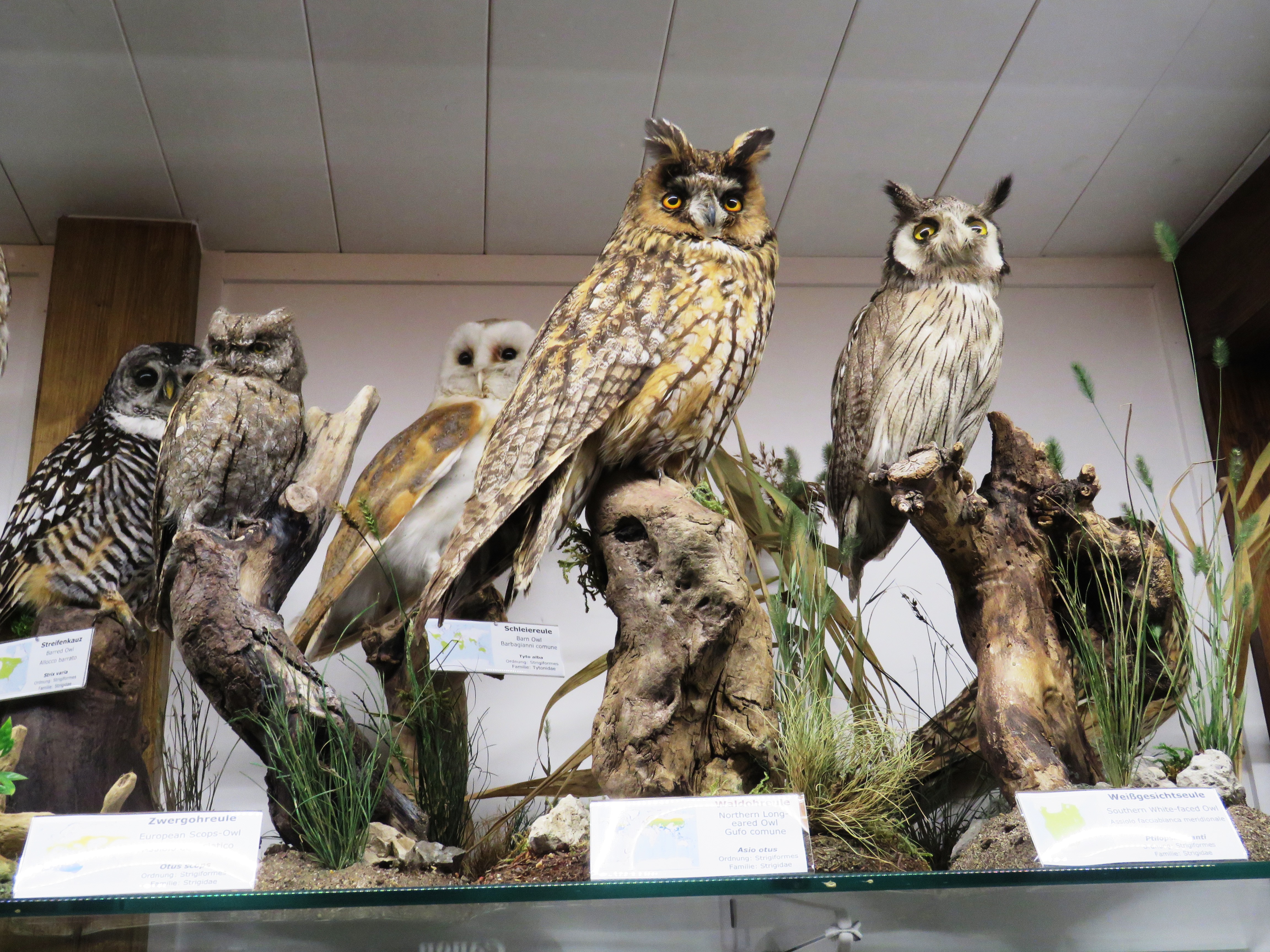 Fasanearten Bilder: Entdecken Sie die Faszination der Vielfalt!