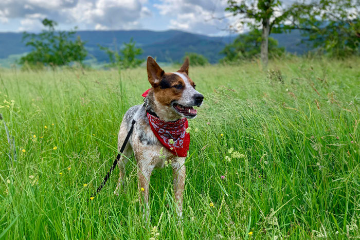 Cloud, Australian Cattle Dog, planerkiste architektur