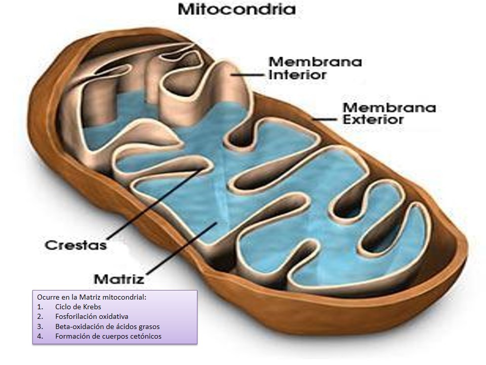 Diapositivas de carbohidratos - Página web de bioscientia