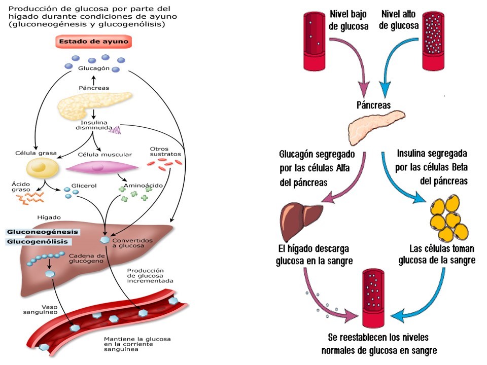 Qué son calcular metabolismo basal vitonica ?