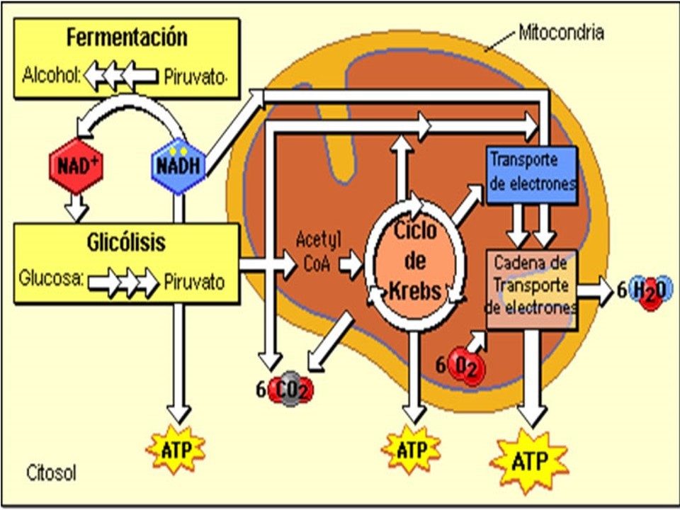 Diapositivas de metabolismo de carbohidratos Página