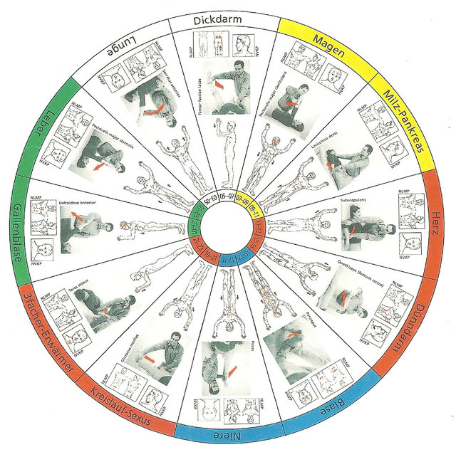 Kurs: Meridianuhr, Organfunktionskreise der TCM und Kinesiologie – Dein Weg zu mehr Energie und Balance