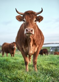 ‘Als het kalf verdronken is dempt men de put.’