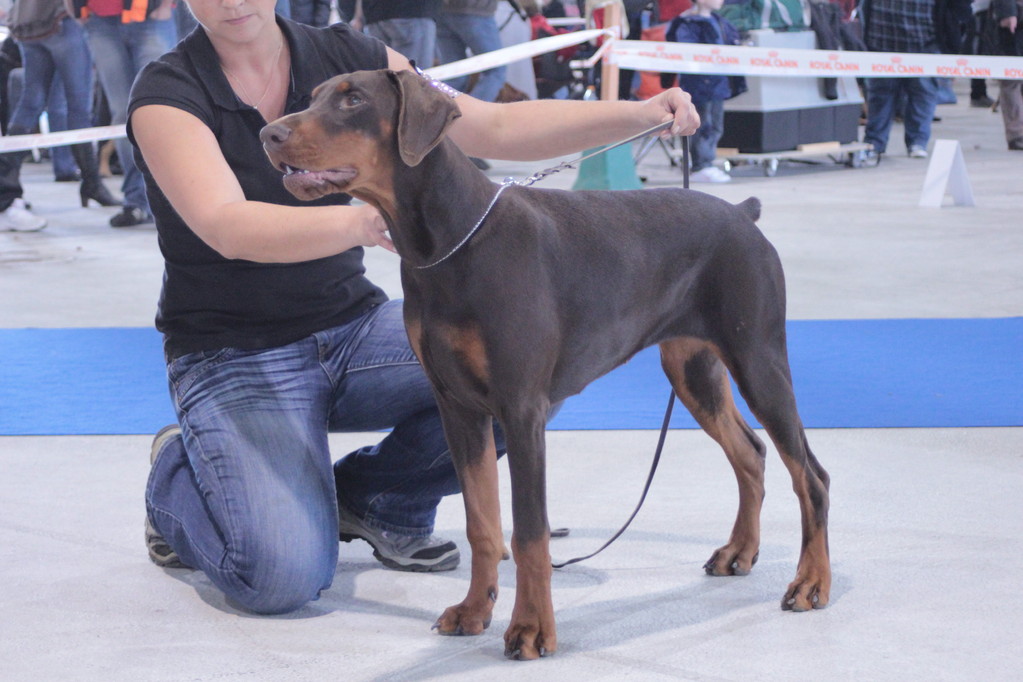 2011-11-05 CACIB Metz Puppy Class