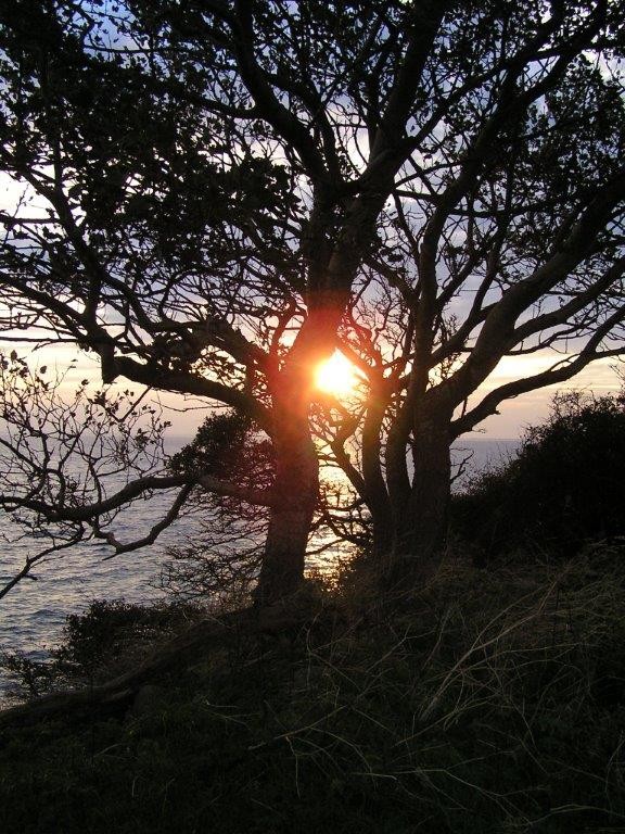 Sonne im Baum