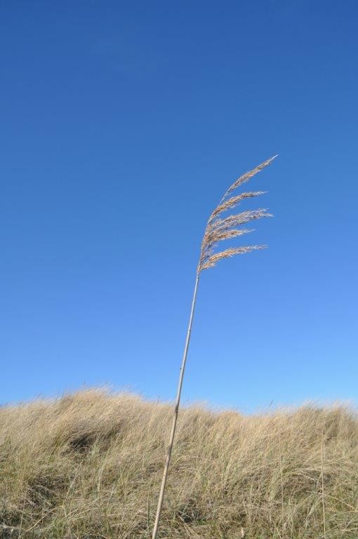 Halme im Wind