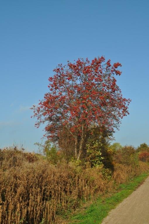 Baumfrüchte im Herbst