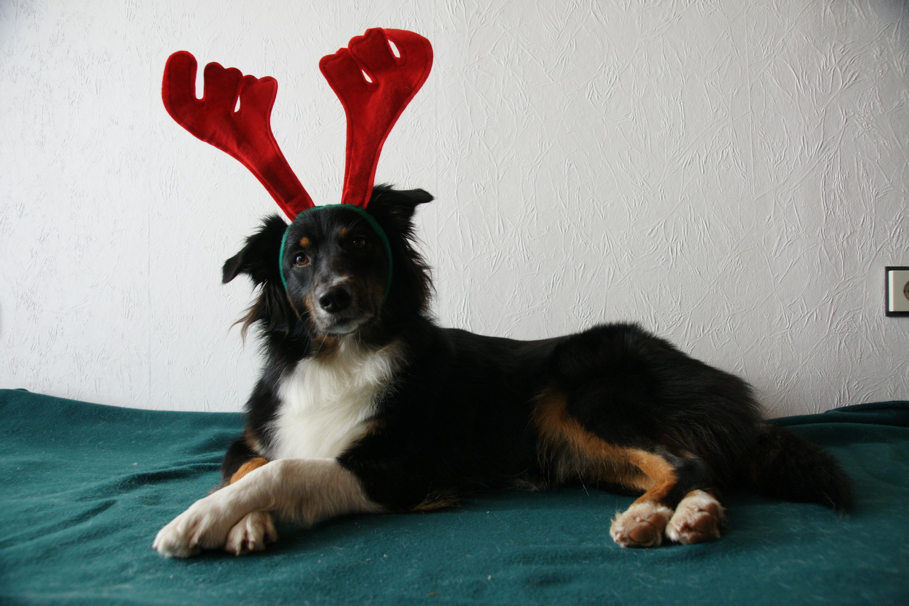 Für jeden Spaß zu haben unser Weihnachtselch