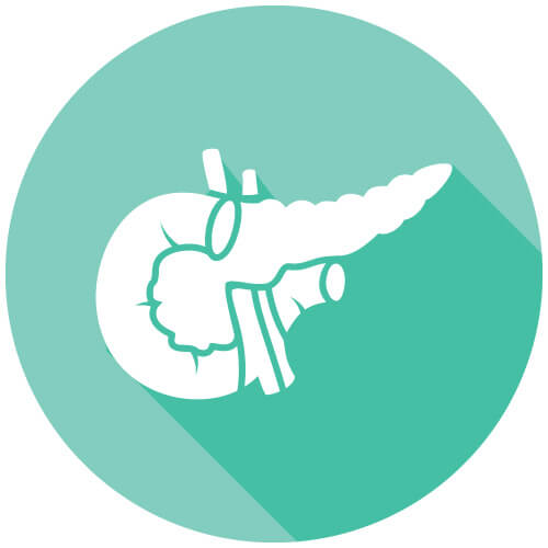 Bild: Organ - Bauchspeicheldrüse