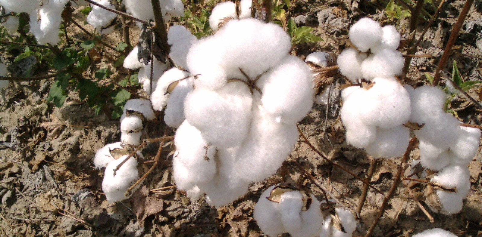 Organic Cotton & GIZA86 - NewTownJapan Inc.