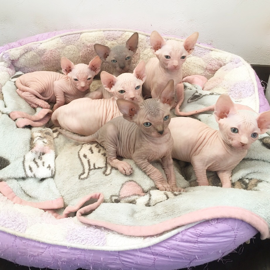 Welcome to Canadian Sphynx Cattery AZURE PEACH - azurepeach ページ！