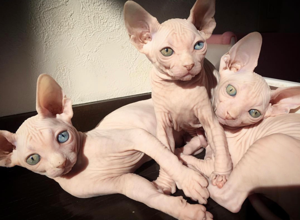 Welcome to Canadian Sphynx Cattery AZURE PEACH - azurepeach ページ！