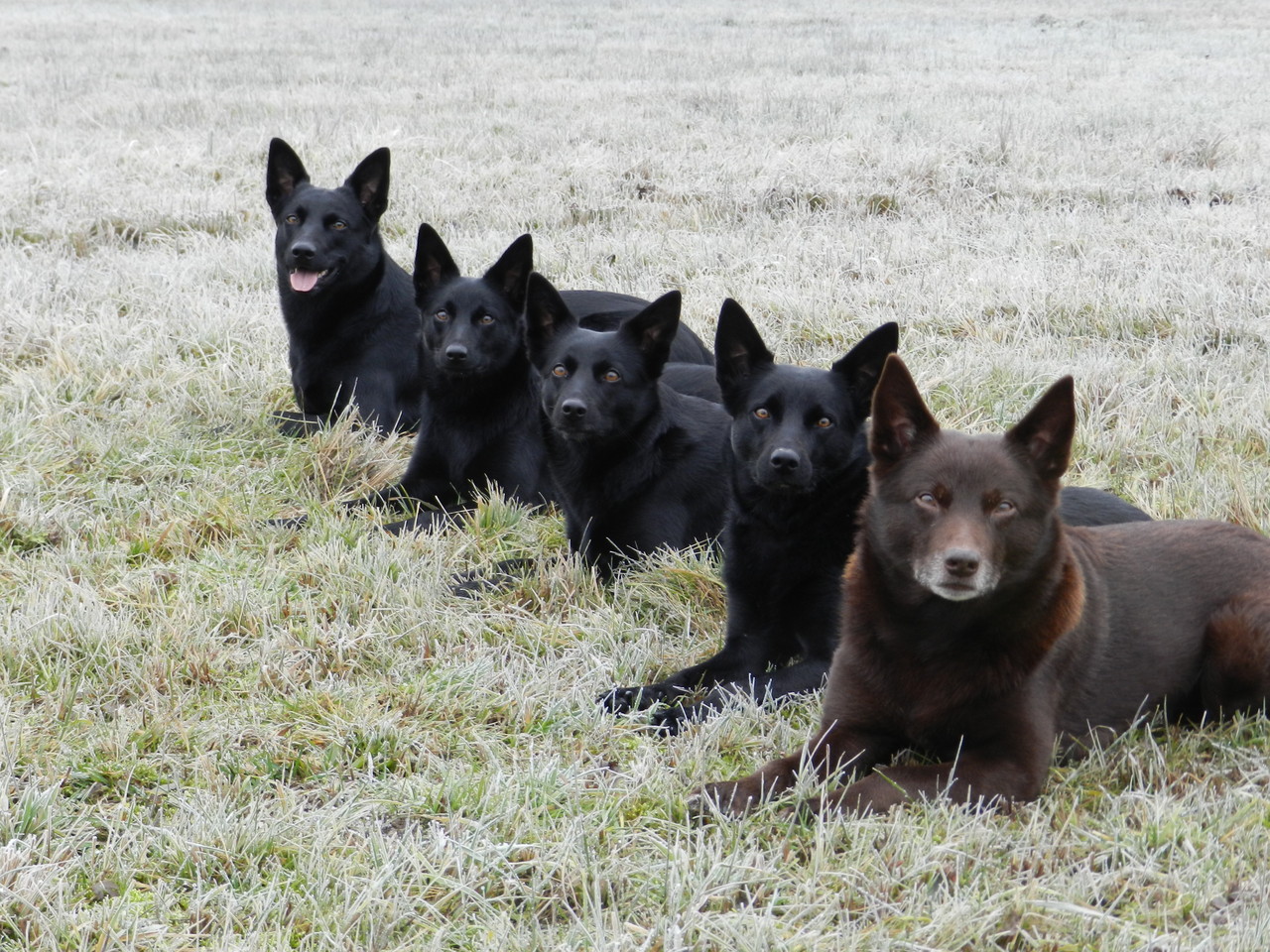 Goya, Akqua, Kaja, Indra & Bas