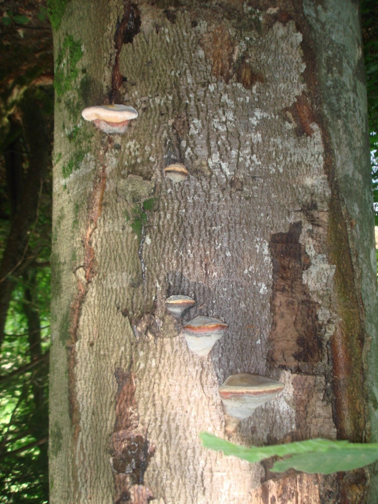 Pilze wuchern an Bäume