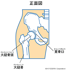 股関節