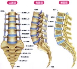 慢性腰痛