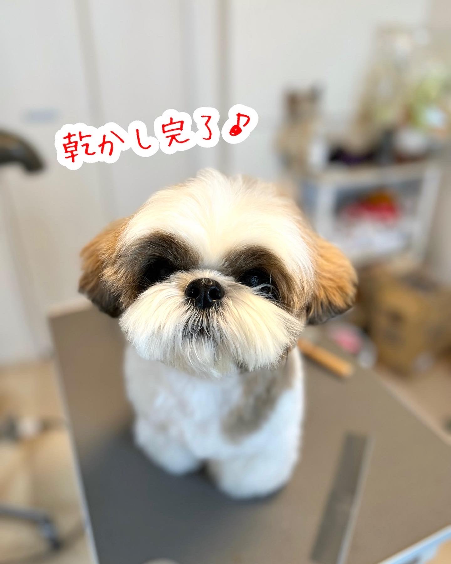 犬舎日記 2023-2 - シーズー子犬 アメリカンコッカー子犬 ドッグ 犬舎日記 2023-2 - シーズー子犬 アメリカンコッカー子犬 ドッグ