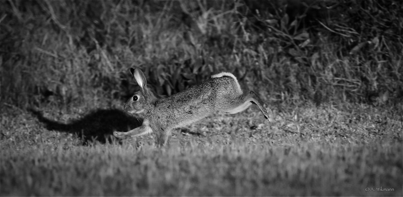 Pest No. One in OZ? These little fellas...