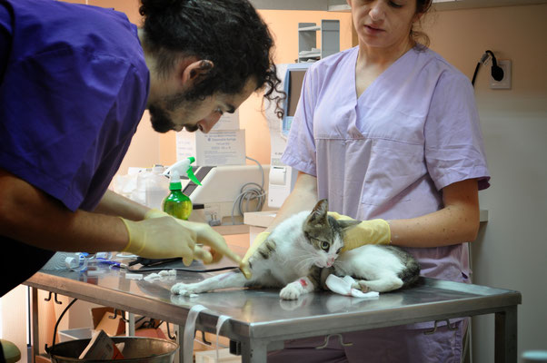 Dr. Diana Krasimirova and dr. Kostadin Hadzhikinov.