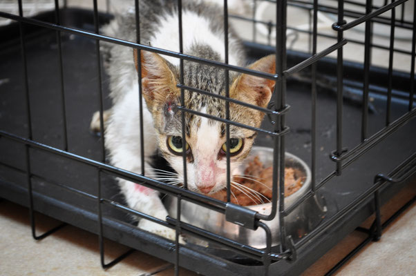 A cat, waiting for spay operation in our Centre.