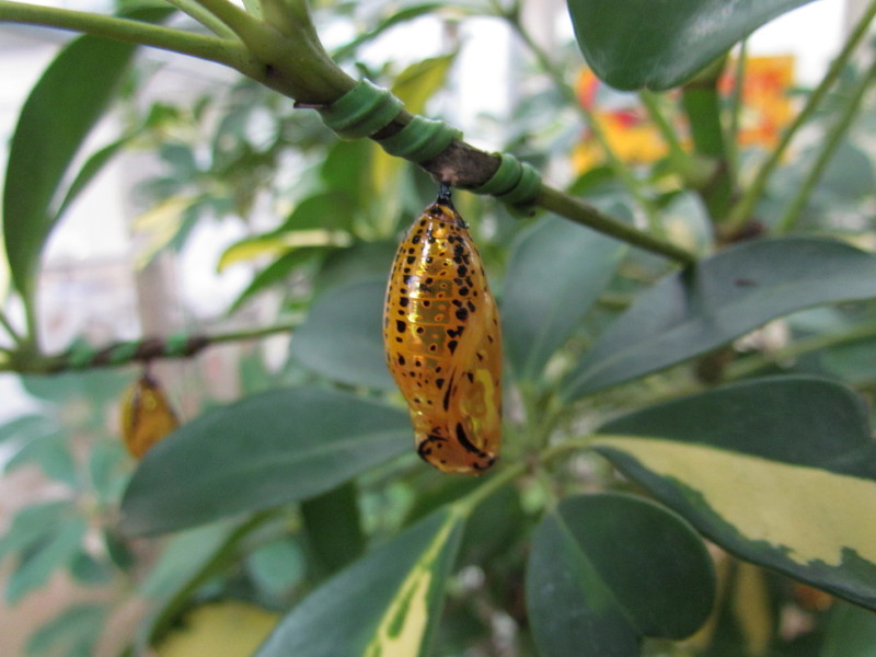 オオゴマダラの金色をした蛹（由布島植物園産）