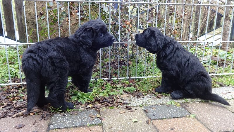 Warnung vor Hundediebstahl!