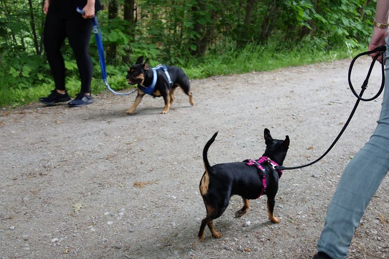 NEU! Workshop Hundebegegnung