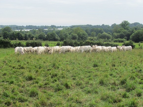 Photo illustrant un troupeau de vaches pratiquant le Pâturage Tournant Dynamique