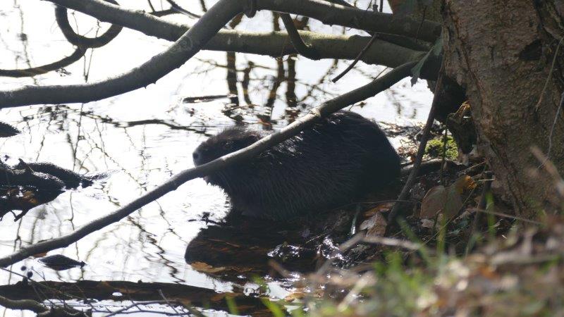 Nutria