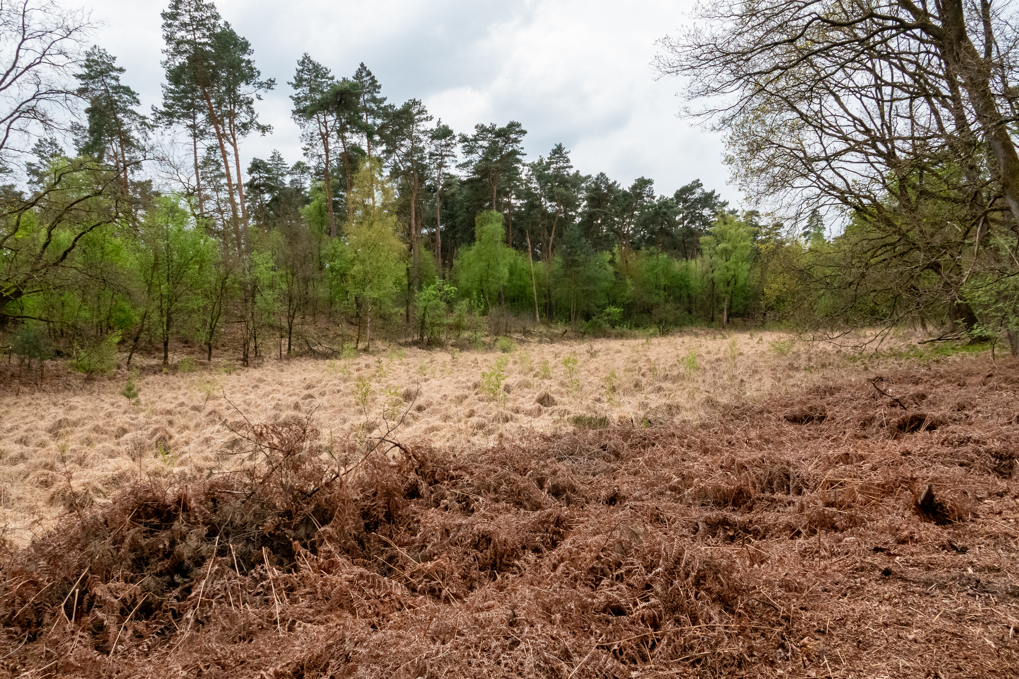 Hochmoor