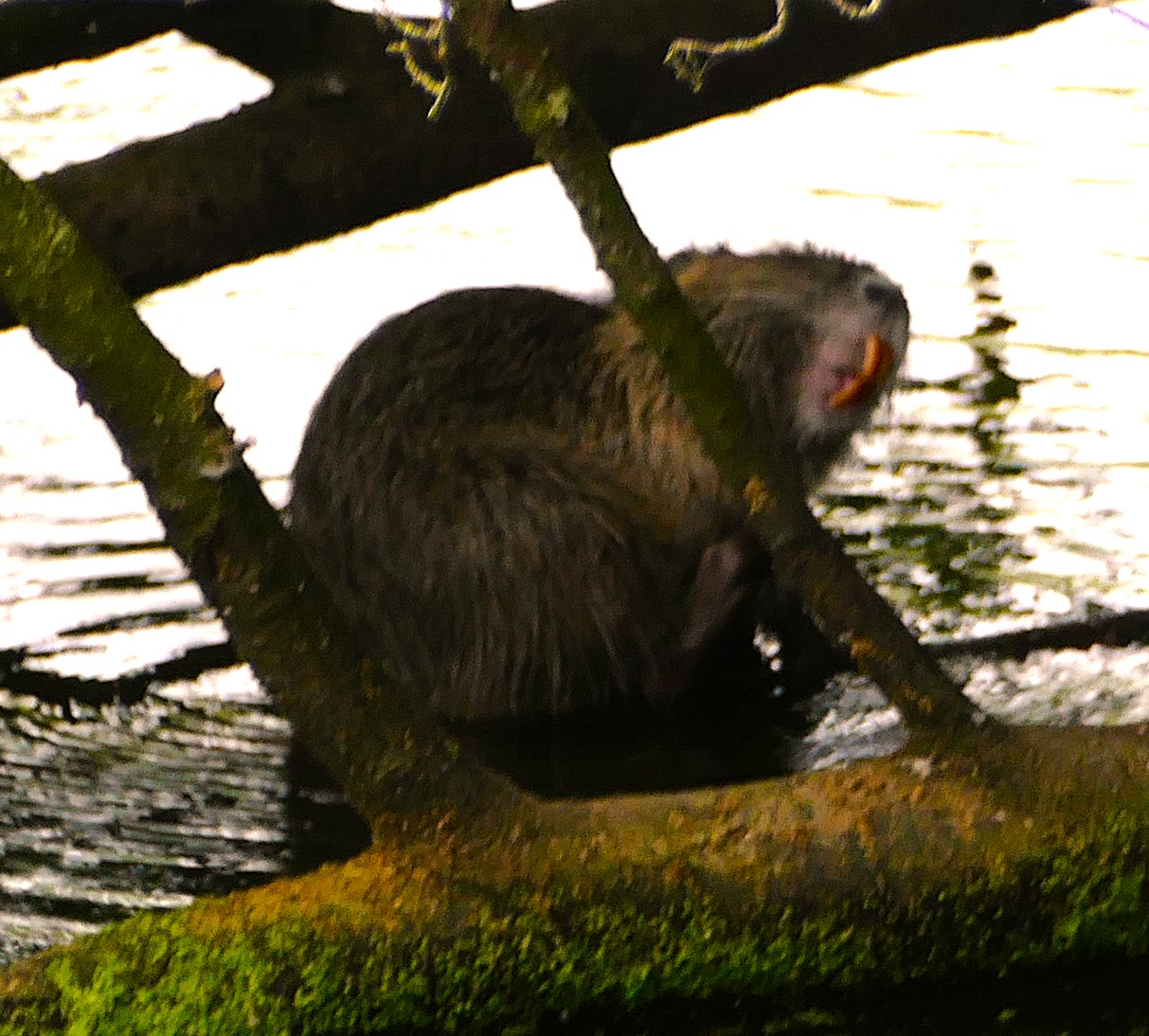 Nutria, Alte Fahrt
