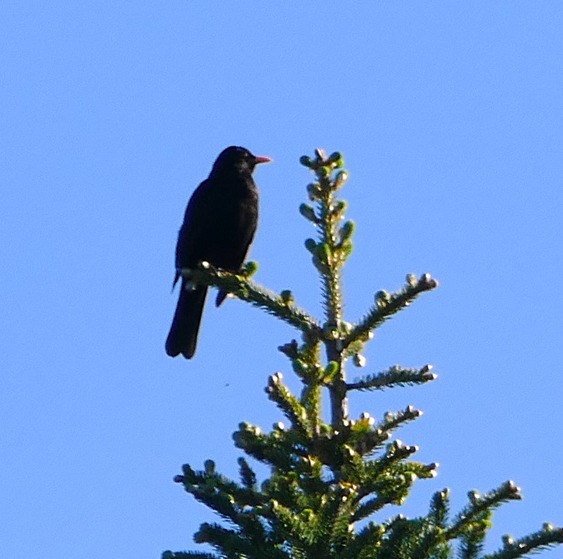 Amsel