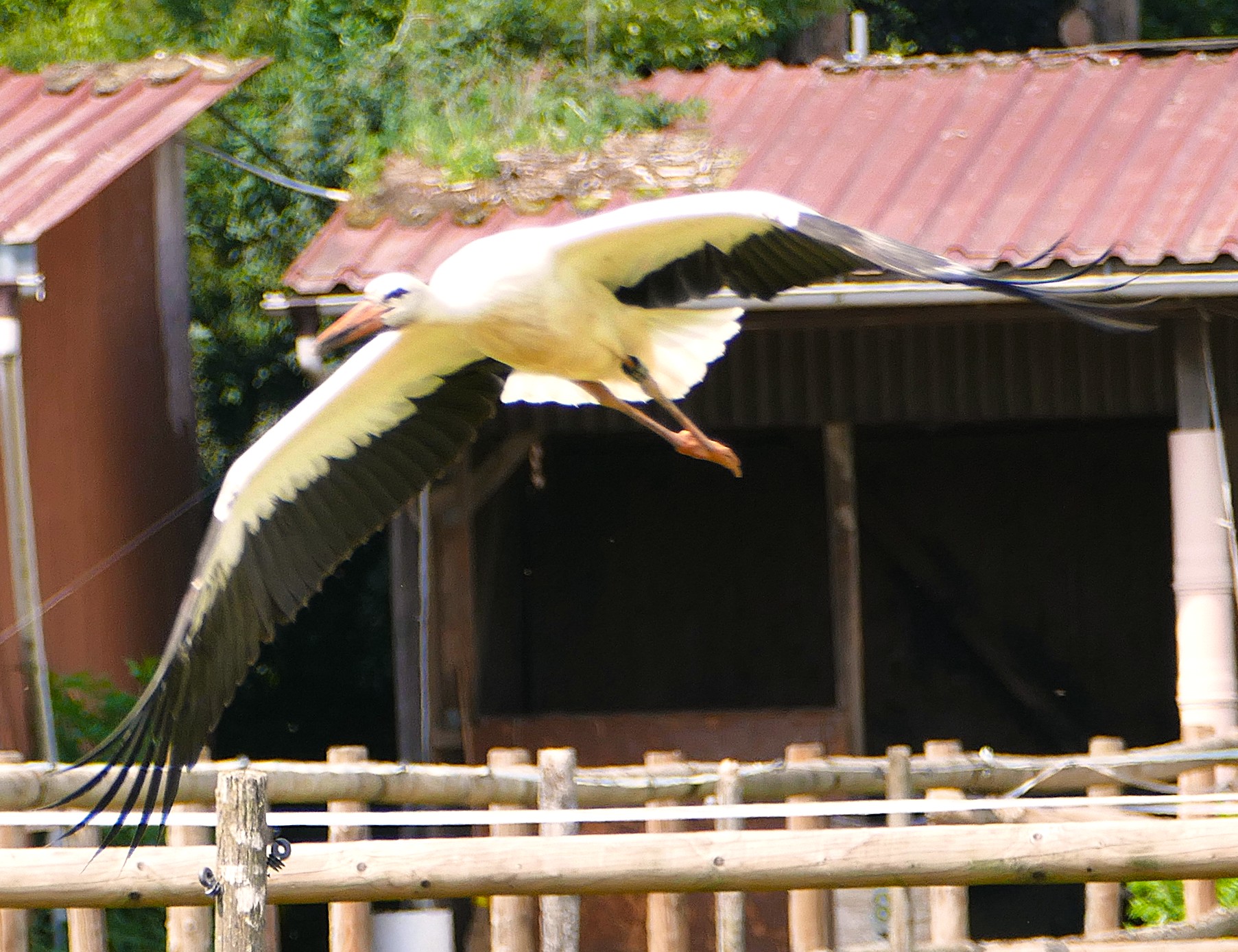 Boller-Storch in Datteln Hagem