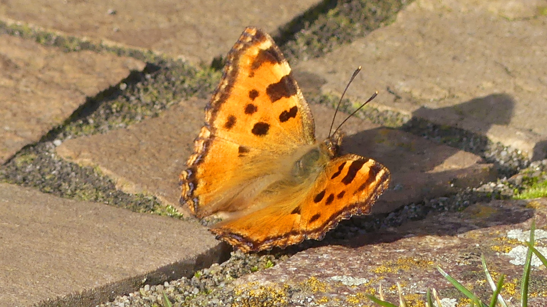 kleiner Fuchs