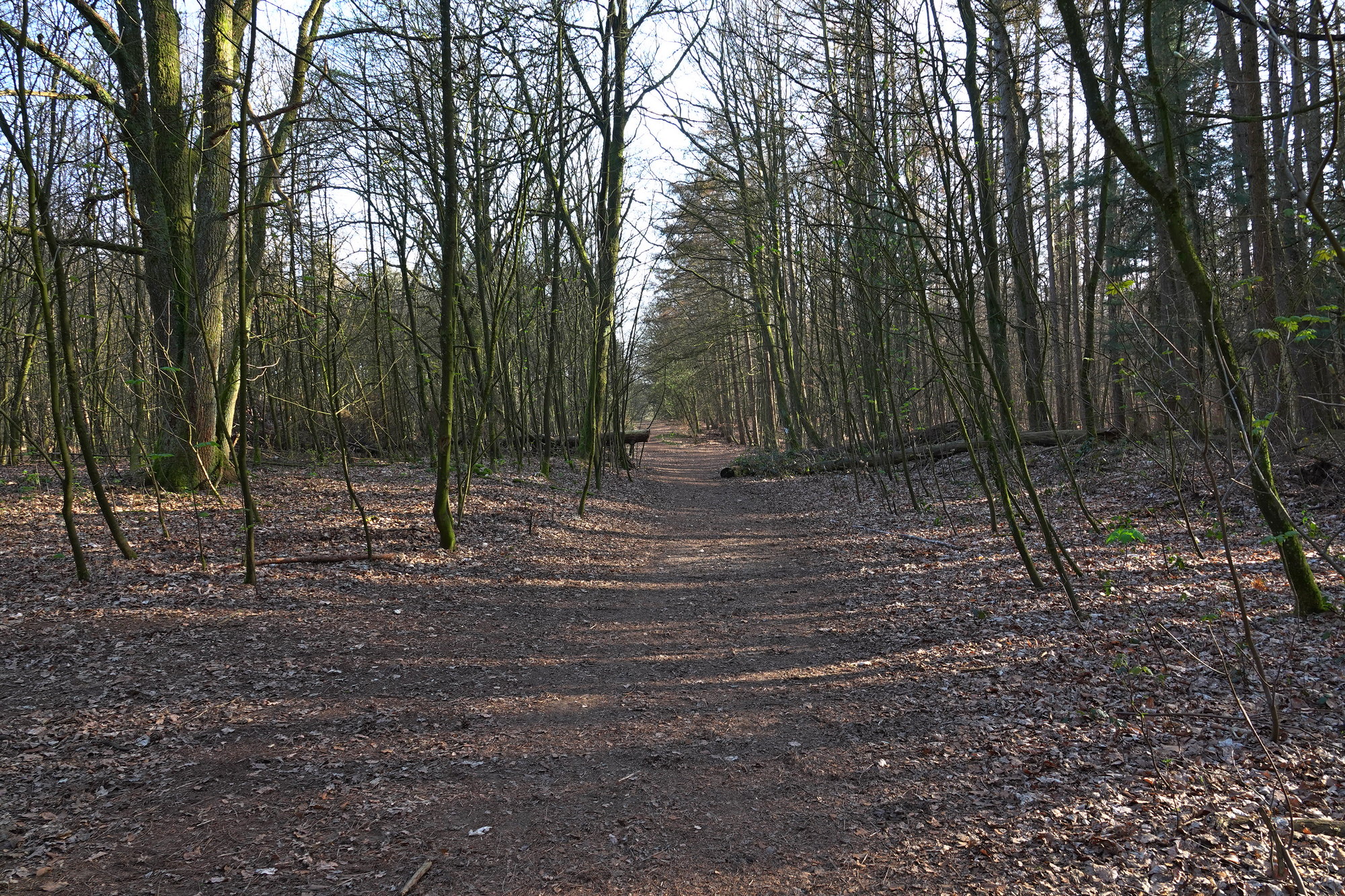 Waldweg