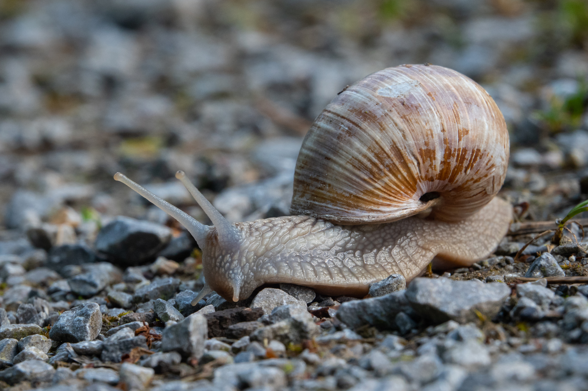 Schnecke