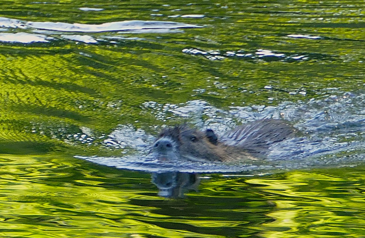 Nutria