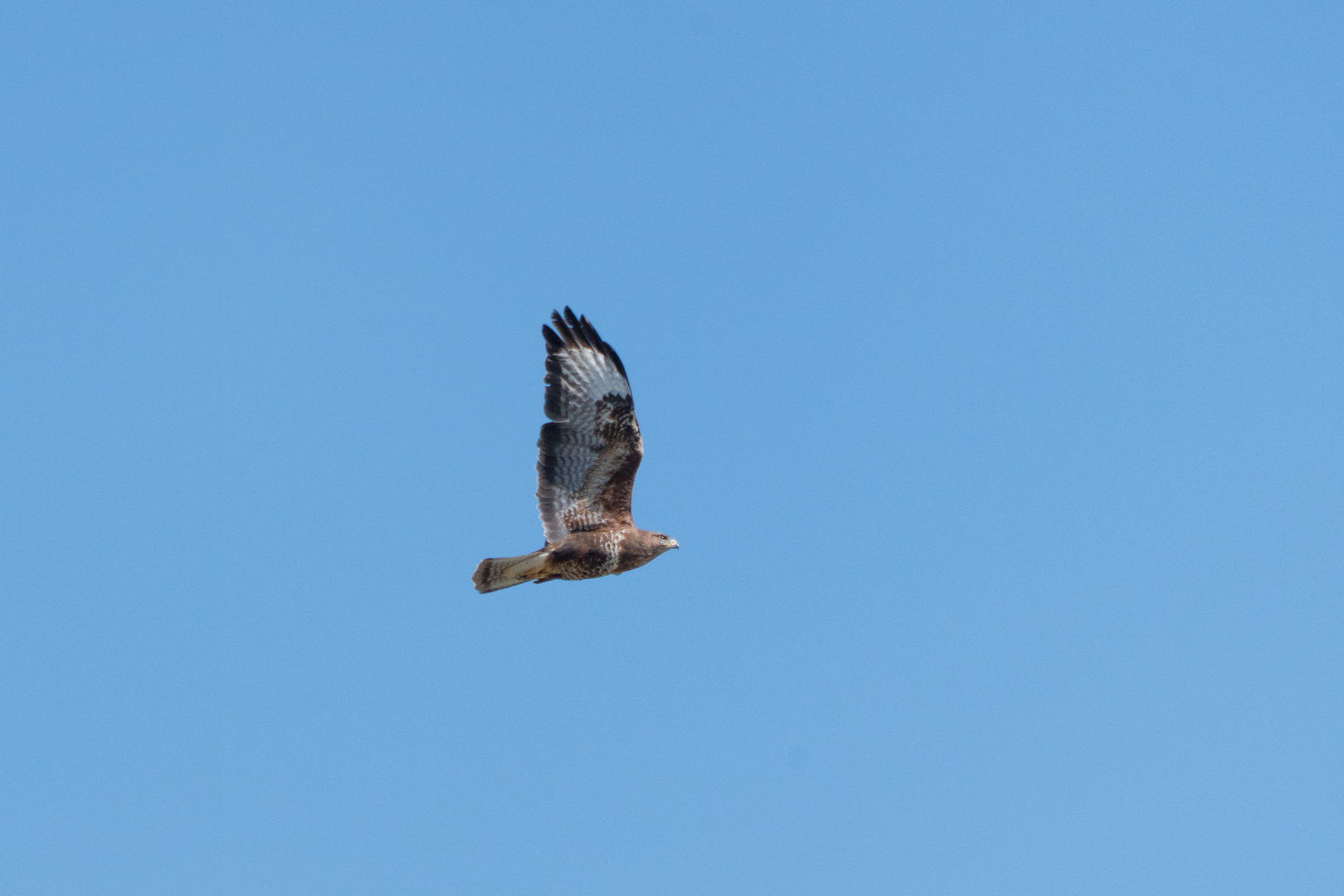 Mäusebussard
