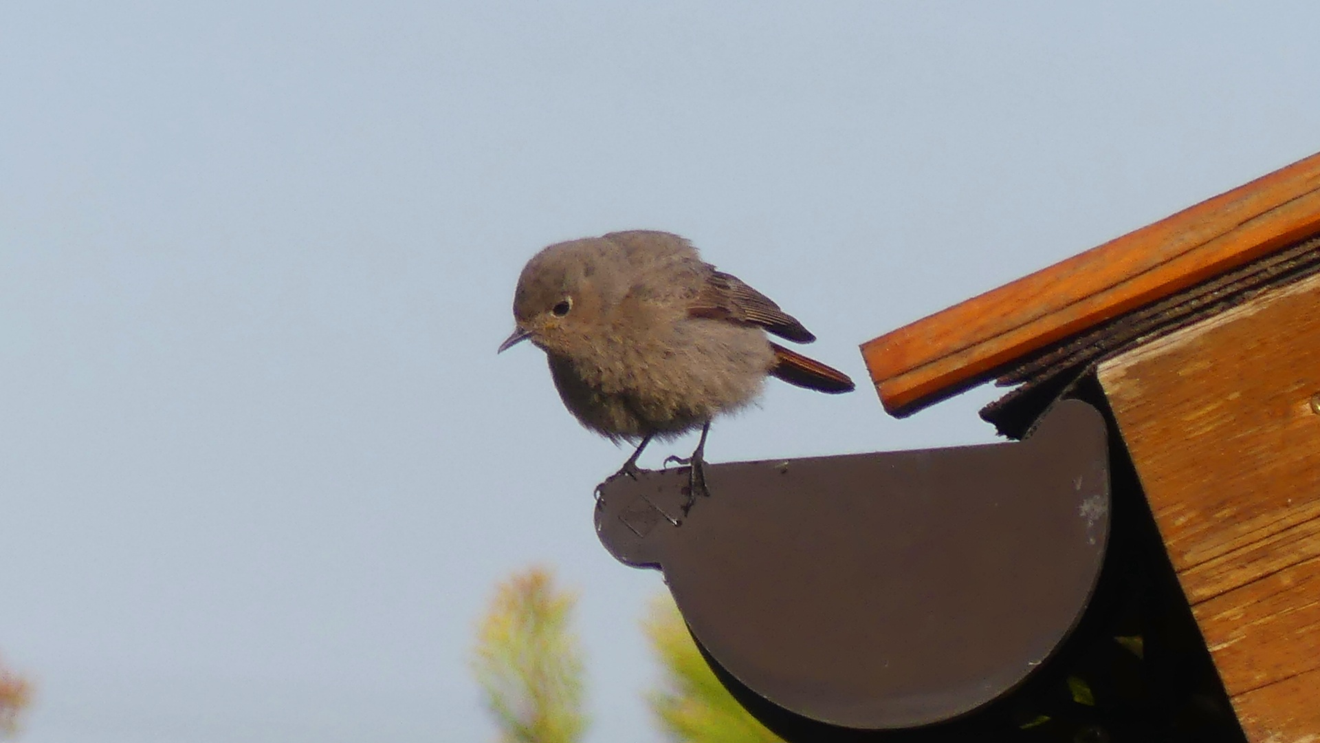 Spatz (Jungvogel)