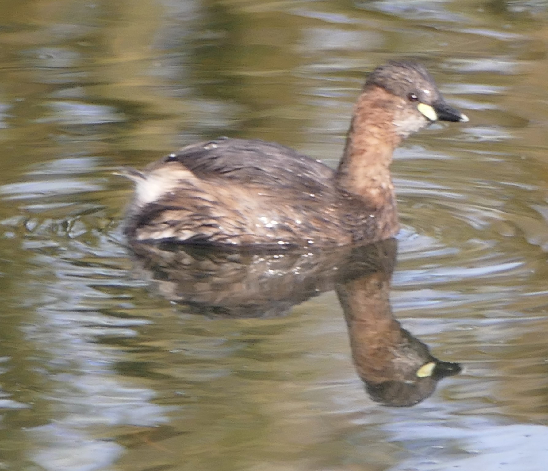 Zwergtaucher